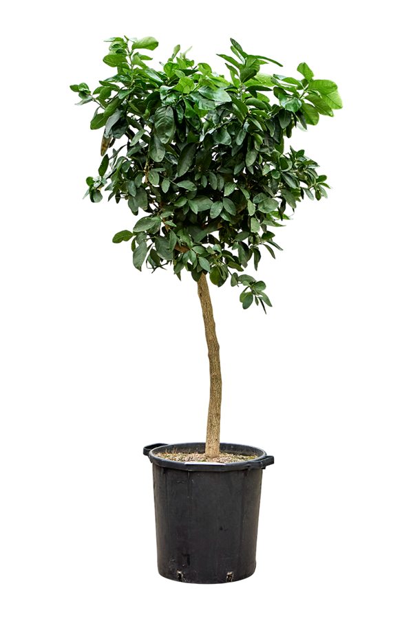 Citrus Aurantifolia Lima Verde