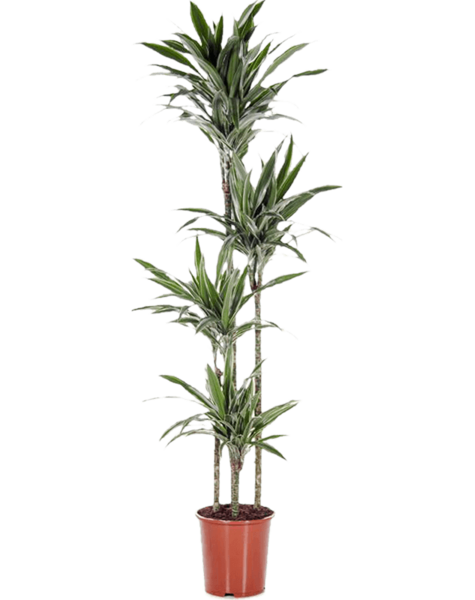 Dracaena