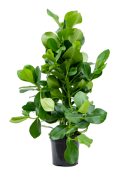 Clusia Rosea