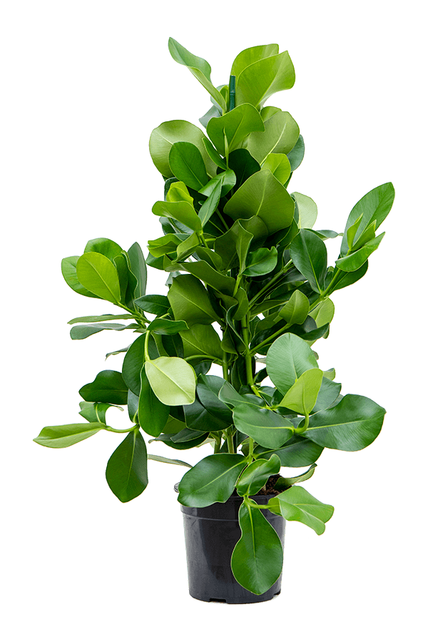 Clusia Rosea