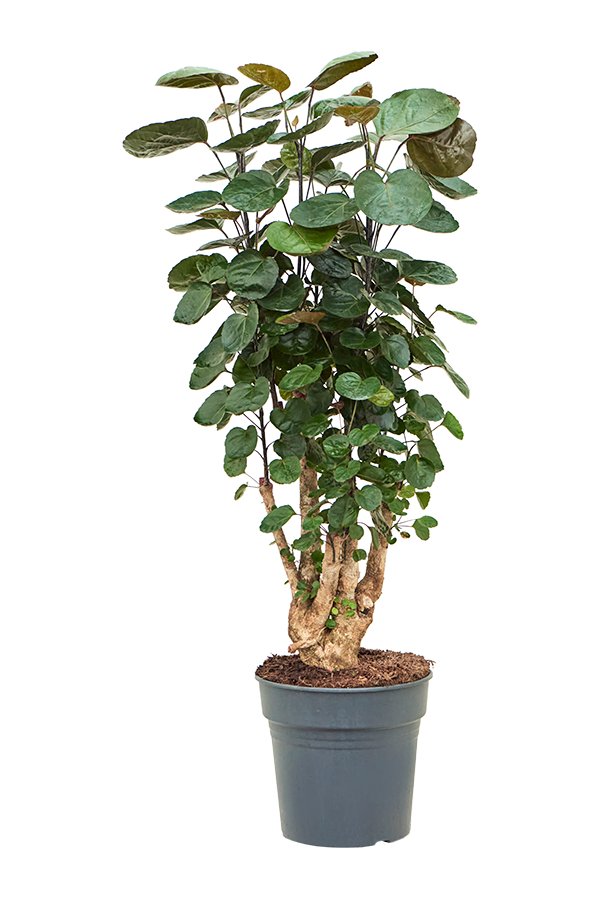 Aralia (Polyscias) Fabian