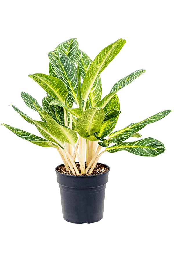 Aglaonema Key Lime