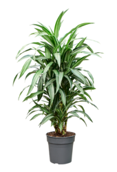Dracaena Fragrans Ulises