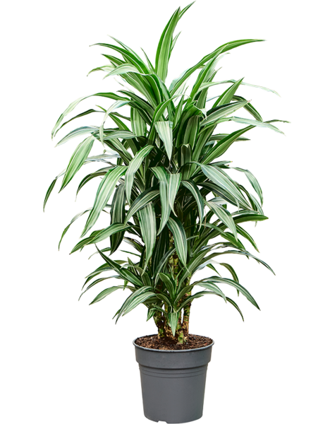 Dracaena