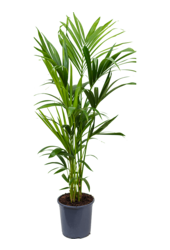 Kentia (Howea) Forsteriana