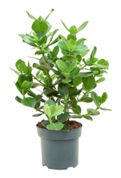 Clusia Rosea Princess