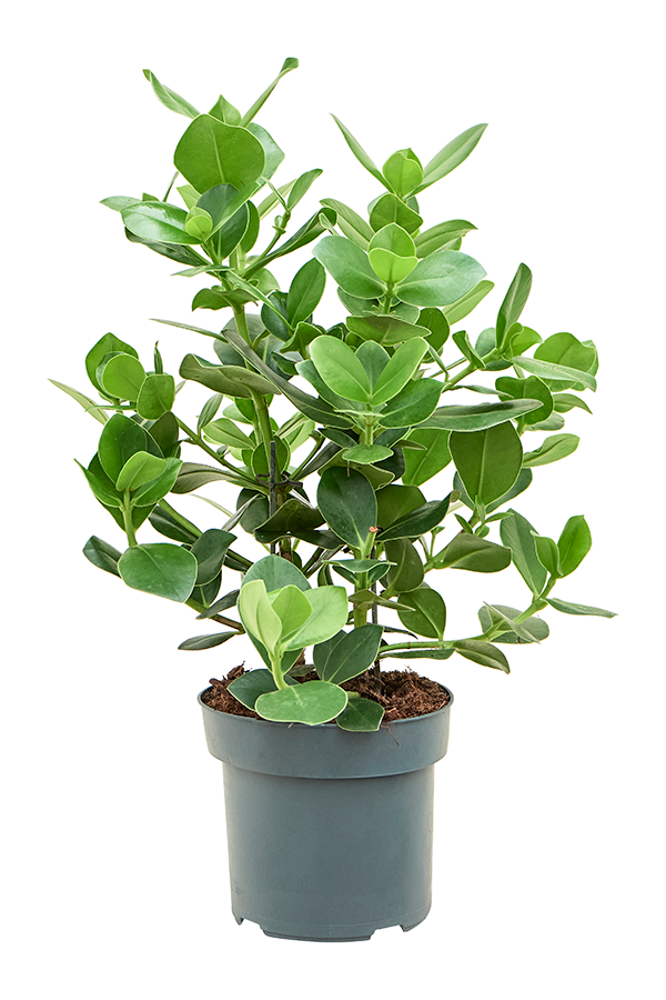 Clusia Rosea Princess