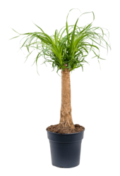 Beaucarnea Recurvata