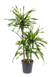 Dracaena Fragrans Riki