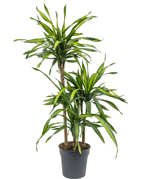Dracaena