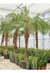 Phoenix Roebelenii (400-460)