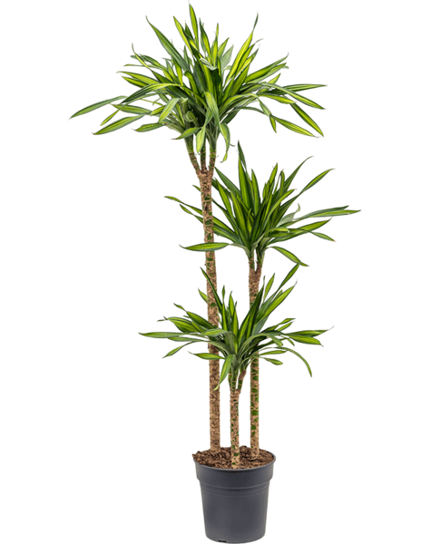Dracaena