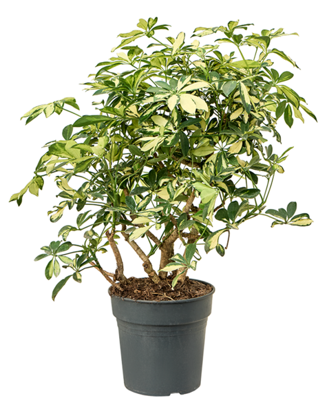 Schefflera
