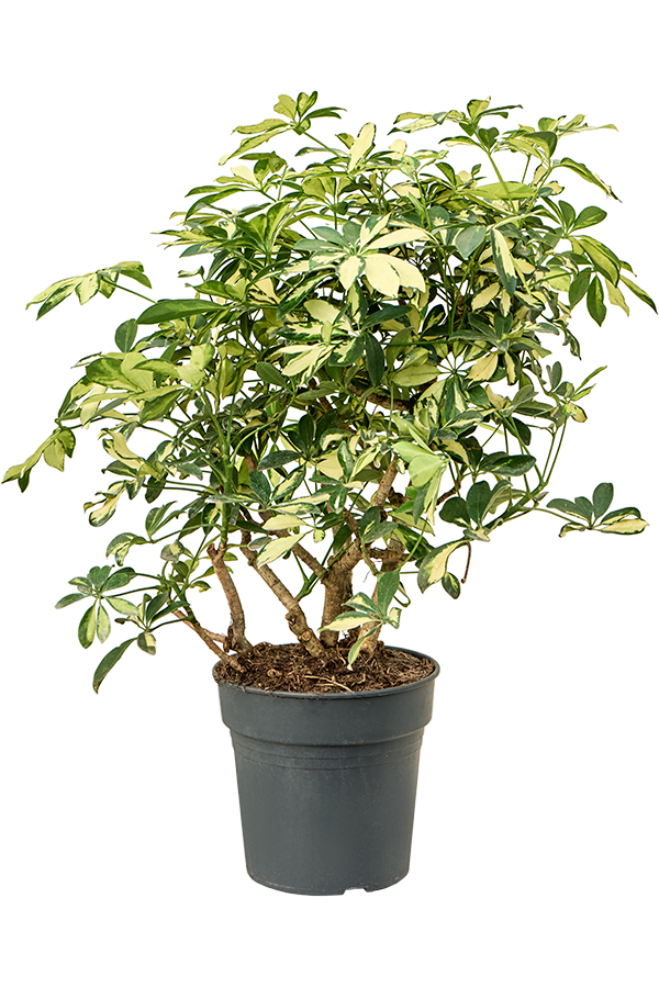 Schefflera Arboricola Trinette
