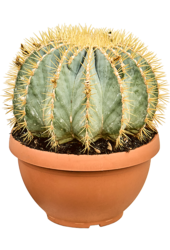 Ferocactus Glaucescens