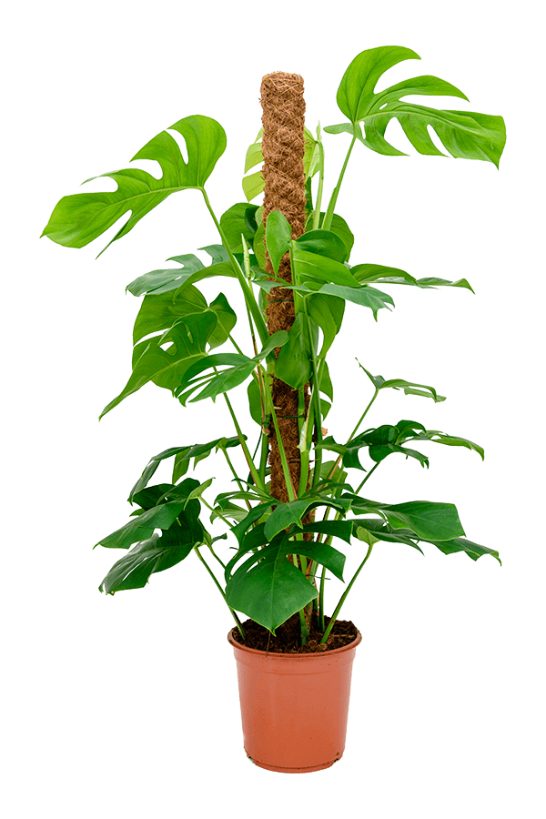 Monstera Deliciosa