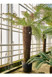 Dicksonia Antarctica