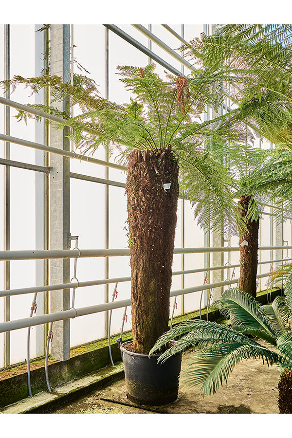 Dicksonia Antarctica