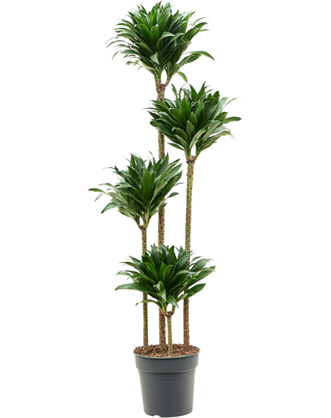 Dracaena