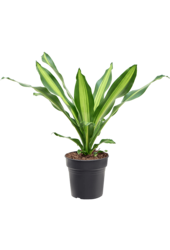 Dracaena Fragrans Burley