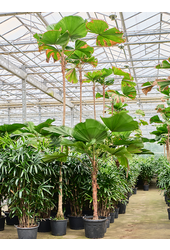 Licuala Grandis (450-500)