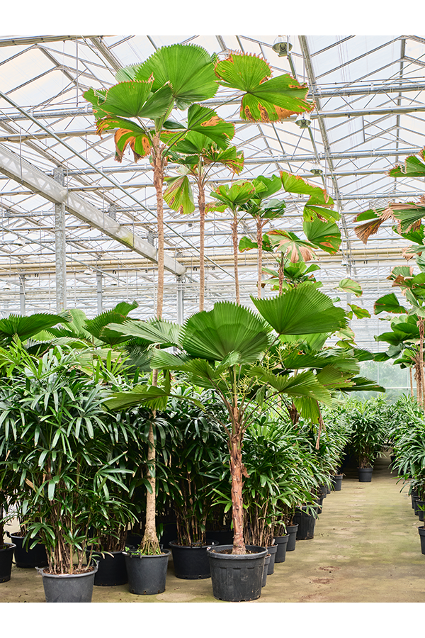 Licuala Grandis (450-500)