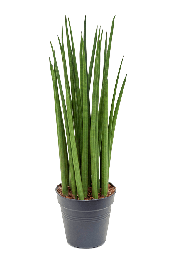 Sansevieria Cylindrica Spikes
