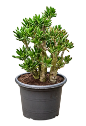 Crassula Ovata Gollum