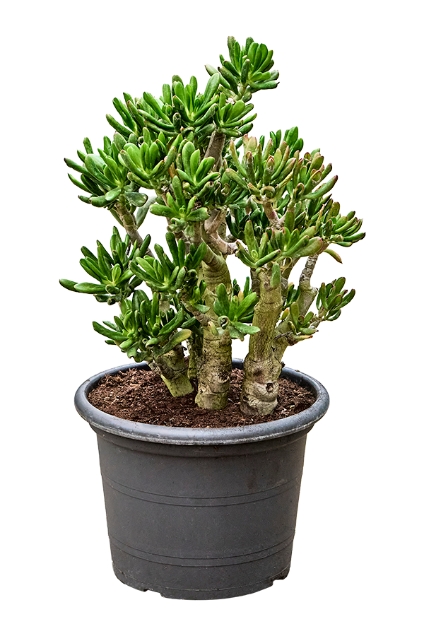 Crassula Ovata Gollum