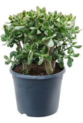 Crassula Ovata Sunset