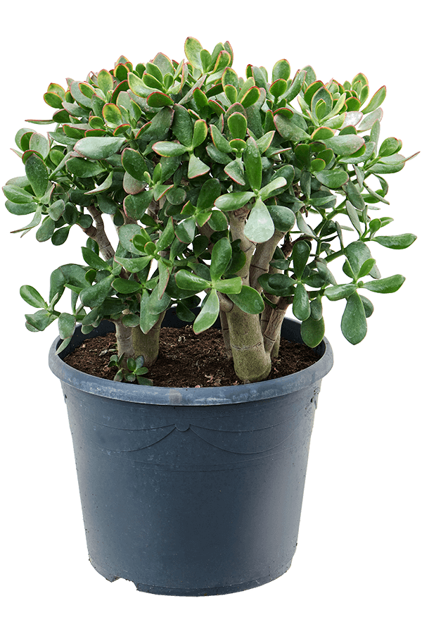 Crassula Ovata Sunset