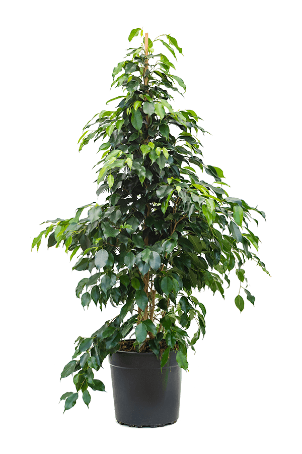 Ficus Benjamina Danielle