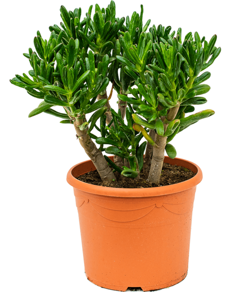 Crassula