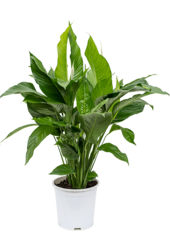 Spathiphyllum Sweet Lauretta