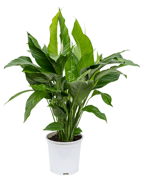 Spathiphyllum