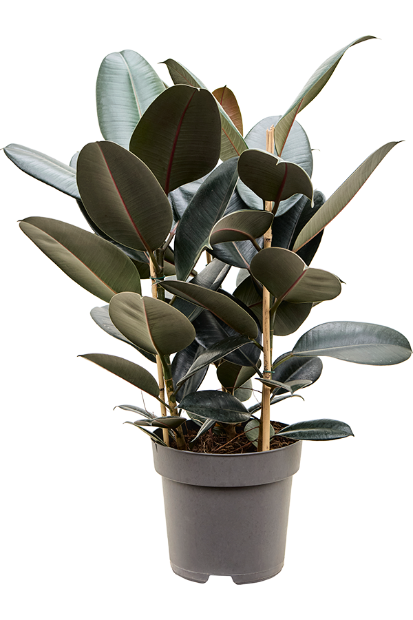 Ficus Elastica Abidjan