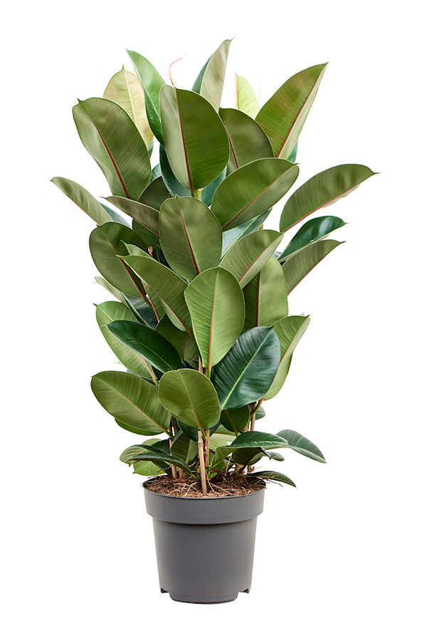 Ficus Elastica Robusta