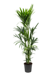 Kentia (Howea) Forsteriana