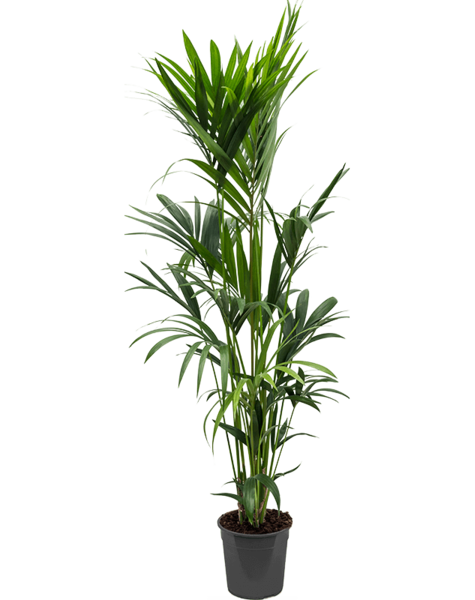 Kentia