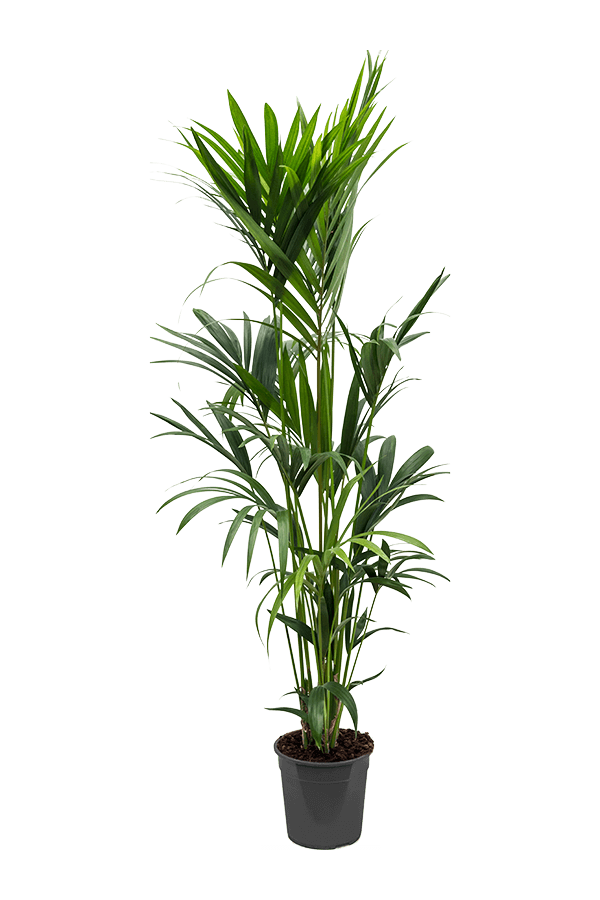 Kentia (Howea) Forsteriana