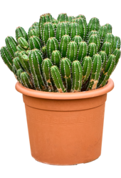 Euphorbia Echinus