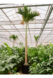 Areca Catechu Dwarf (550-580)