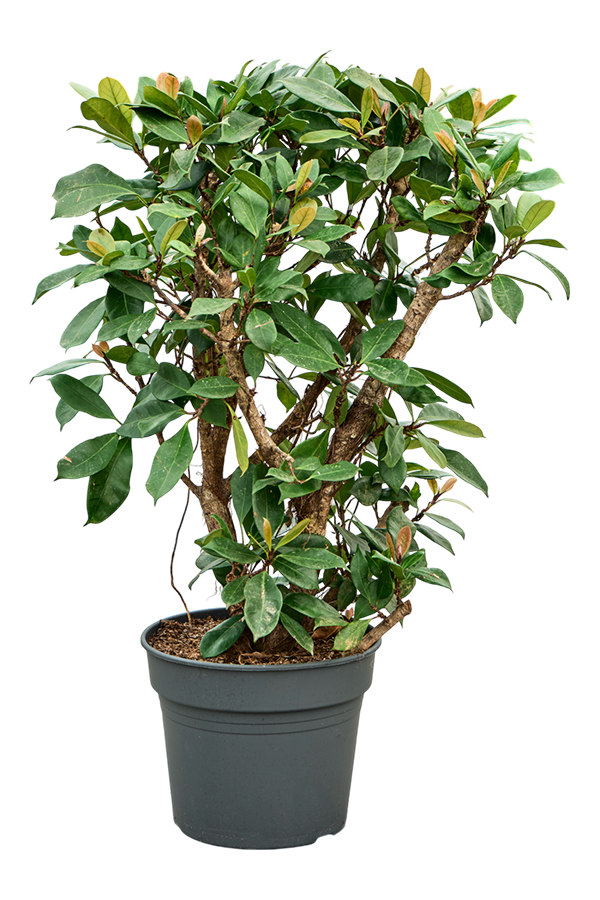 Ficus Cyathistipula