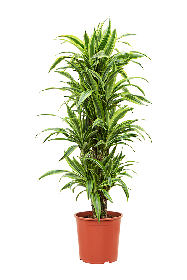 Dracaena Fragrans Lemon Lime