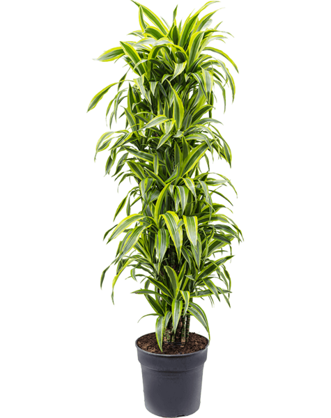 Dracaena