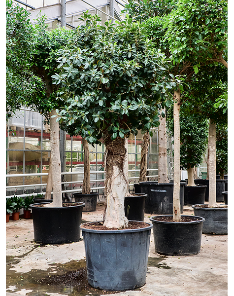 Ficus