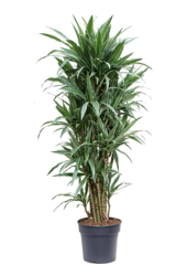 Dracaena Deremensis Warneckei