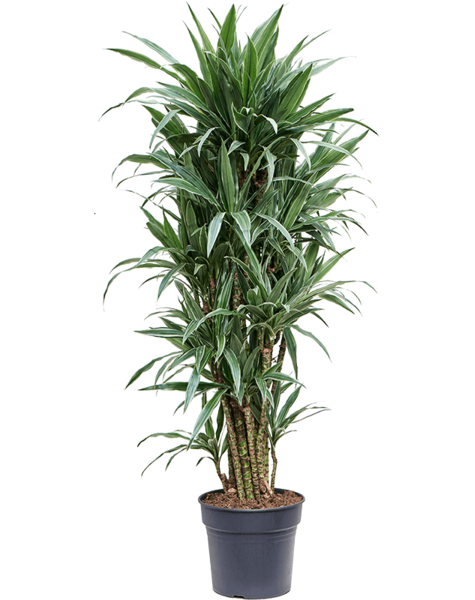 Dracaena