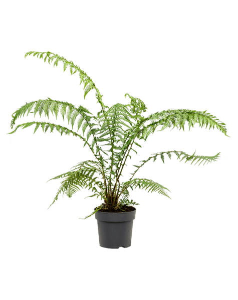 Dicksonia