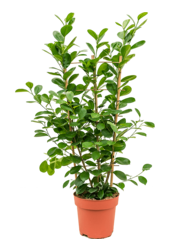 Ficus Microcarpa Moclame